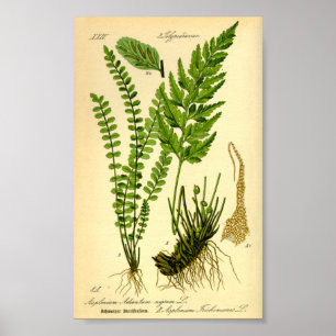 Maidenhair Spleenwort (Asplenium trichomanes) Poster