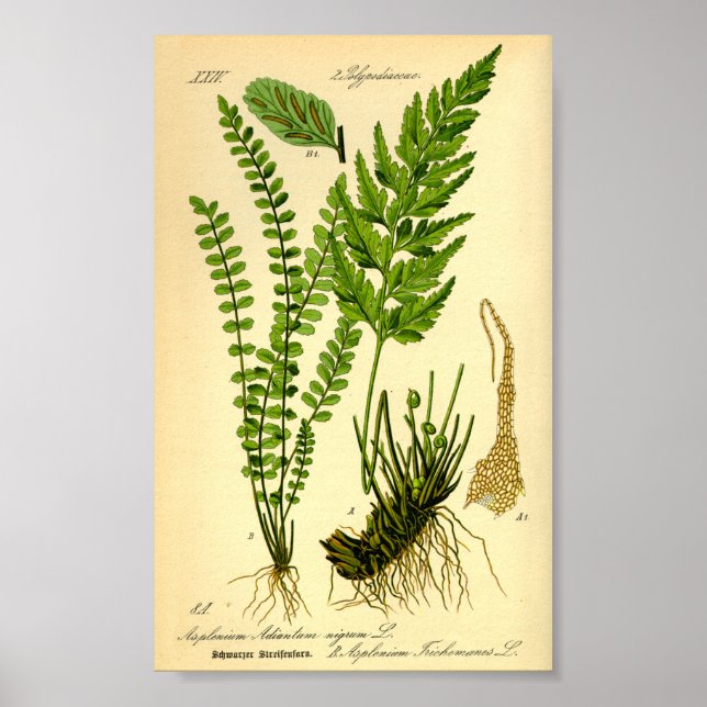 Maidenhair Spleenwort (Asplenium trichomanes) Poster (Framsidan)