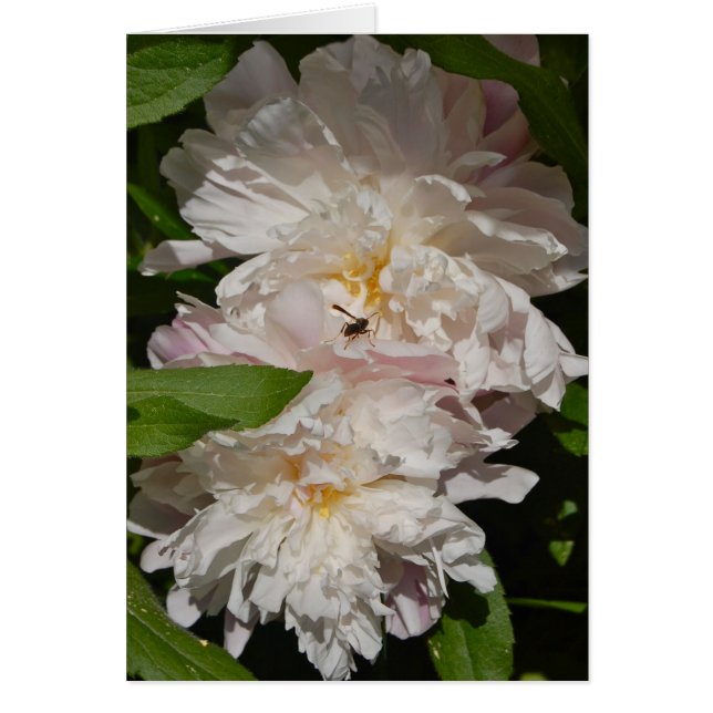 Maidens Hälsningskort (Framsidan)