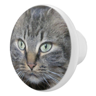 Main Coon Katters Ögon Knopp