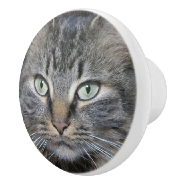Main Coon Katters Ögon Knopp (Höger)