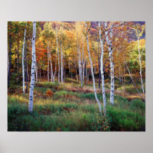 Maine, Acadia National Park, Höst Poster