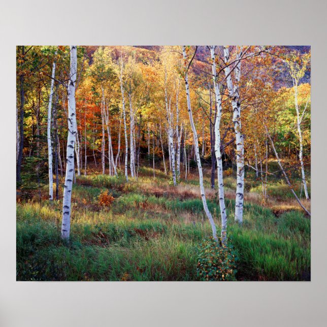 Maine, Acadia National Park, Höst Poster (Framsidan)