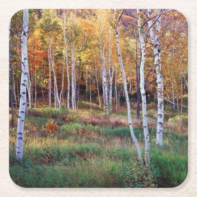 Maine, Acadia Nationalpark, Höst Underlägg Papper Kvadrat (Framsidan)