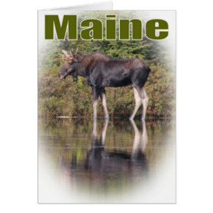 Maine älg hälsningskort
