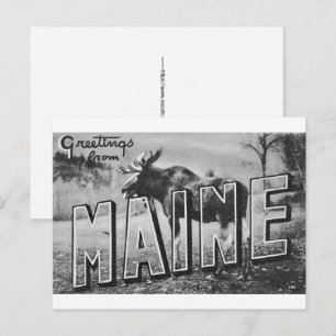 Maine Älg Vykort