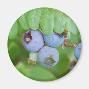 Maine blåbär magnet