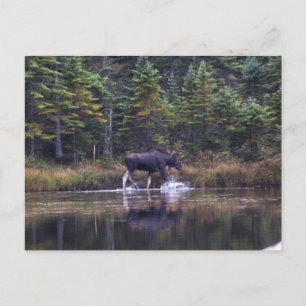 Maine Bull Moose Vykort