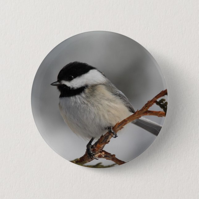 Maine Chickadee Knapp (Framsida)