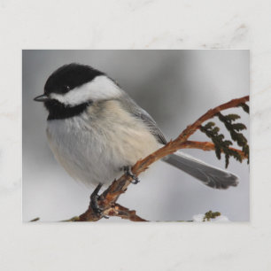 Maine Chickadee Vykort