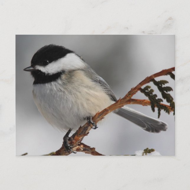 Maine Chickadee Vykort (Framsida)