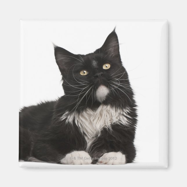 Maine Coon (15 månader gammal) Magnet (Framsidan)