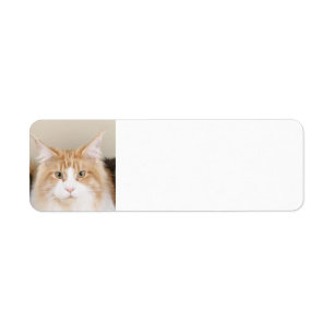 maine coon 3 returadress etikett