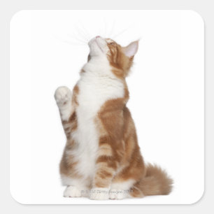 Maine Coon (6 månader gammal) sitta och tittar upp Fyrkantigt Klistermärke