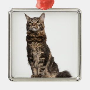 Maine Coon (8 gammala månader) Julgransprydnad Metall