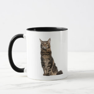 Maine Coon (8 gammala månader) Mugg