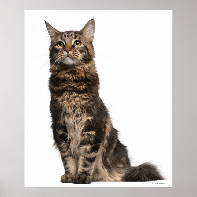 Maine Coon (8 månader gammal) 2 Poster (Framsidan)