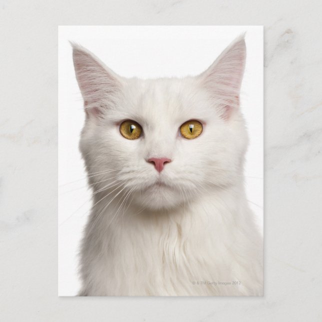 Maine Coon (8 månader gammal) 2 Vykort (Framsida)