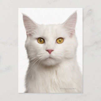 Maine Coon (8 månader gammal) 2 Vykort