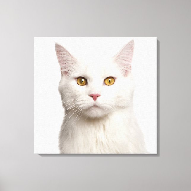 Maine Coon (8 månader gammal) Canvastryck (Framsida)