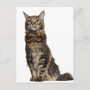 Maine Coon (8 månader gammal) Vykort