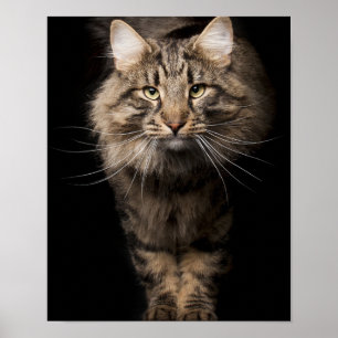 Maine Coon big cat kattunge-röster Poster