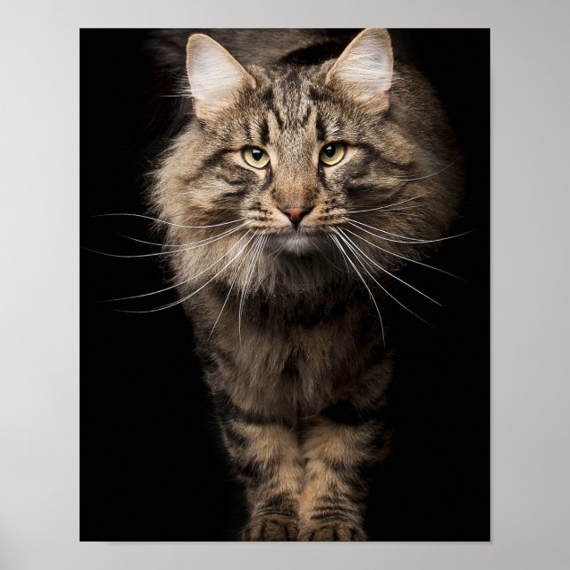 Maine Coon big cat kattunge-röster Poster (Framsidan)