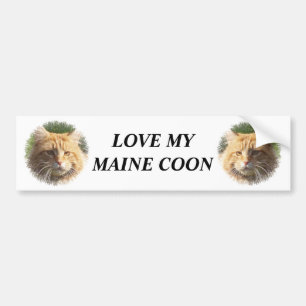 maine coon bildekal