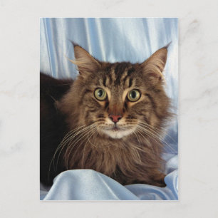 Maine Coon, brun tabby Vykort