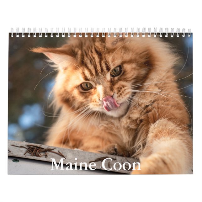 Maine Coon Calendar Kalender (Omslag)