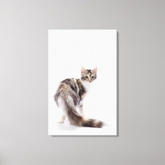 Maine Coon cat 2 Canvastryck