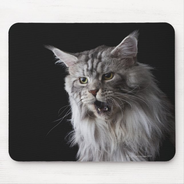 Maine Coon cat 2 Musmatta (Framsidan)