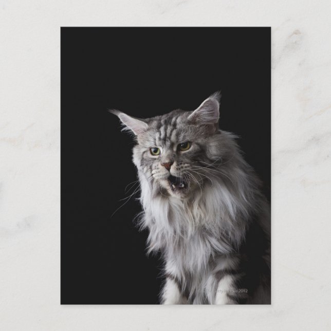 Maine Coon cat 2 Vykort (Framsida)