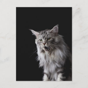 Maine Coon cat 2 Vykort