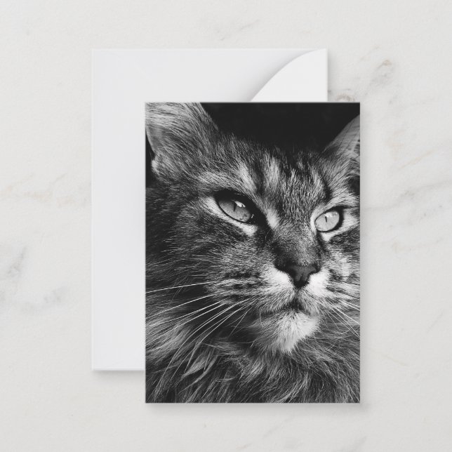 Maine coon cat 3,5 x 2,5 anteckningskort (Framsida)