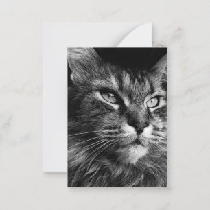 Maine coon cat 3,5 x 2,5 anteckningskort