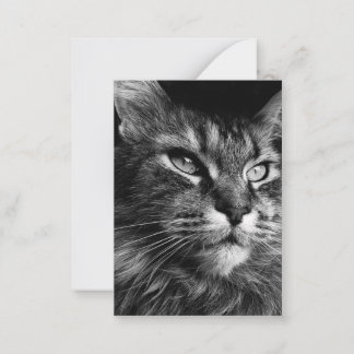 Maine coon cat 3,5 x 2,5 anteckningskort