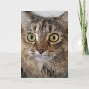 Maine Coon Cat Ansikte Birthday Kort