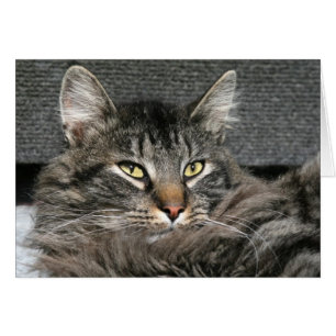Maine Coon cat ansikte Hälsningskort
