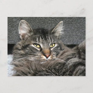 Maine Coon cat ansikte Vykort