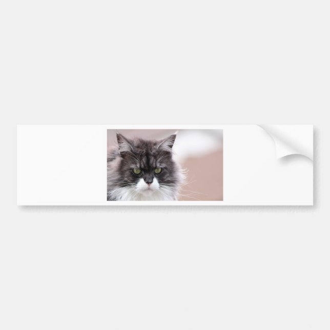 Maine Coon Cat Bildekal (Framsidan)