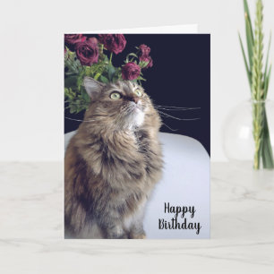 Maine Coon Cat Birthday Card Kort