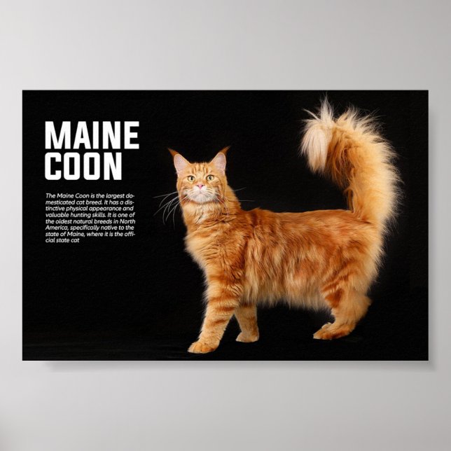 Maine Coon Cat Breed Poster (Framsidan)