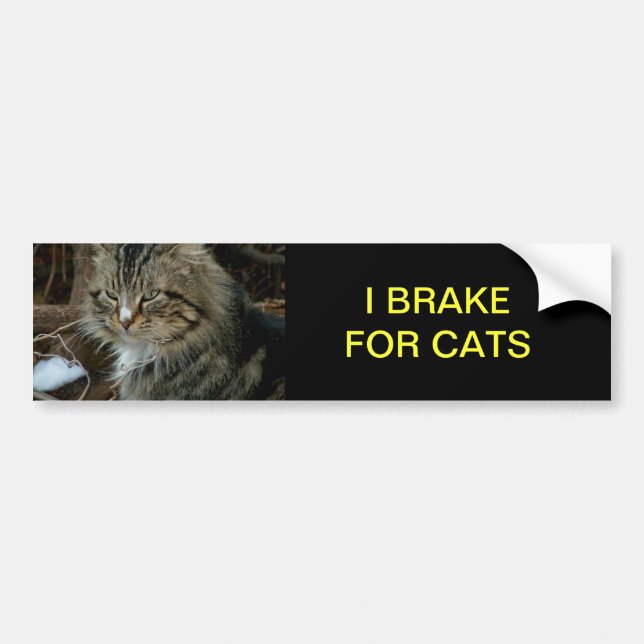 Maine Coon Cat Bumper Sticker Bildekal (Framsidan)