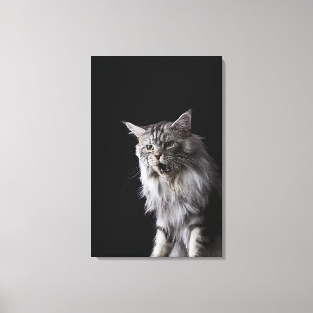 Maine Coon cat Canvastryck (Framsida)