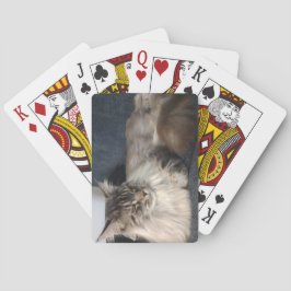 Maine Coon Cat Casinokort
