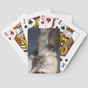 Maine Coon Cat Casinokort