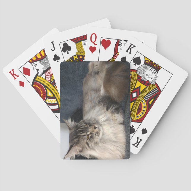 Maine Coon Cat Casinokort (Baksidan)