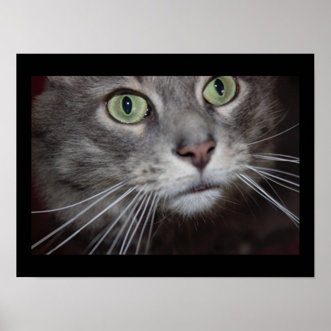 Maine Coon Cat Close-up Poster (Framsidan)