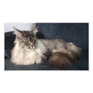 Maine Coon Cat Fototryck